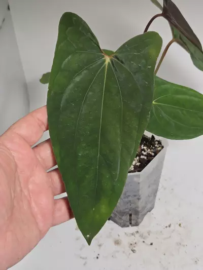plant/Anthurium Dressleri x RVDP-7-thumbnail