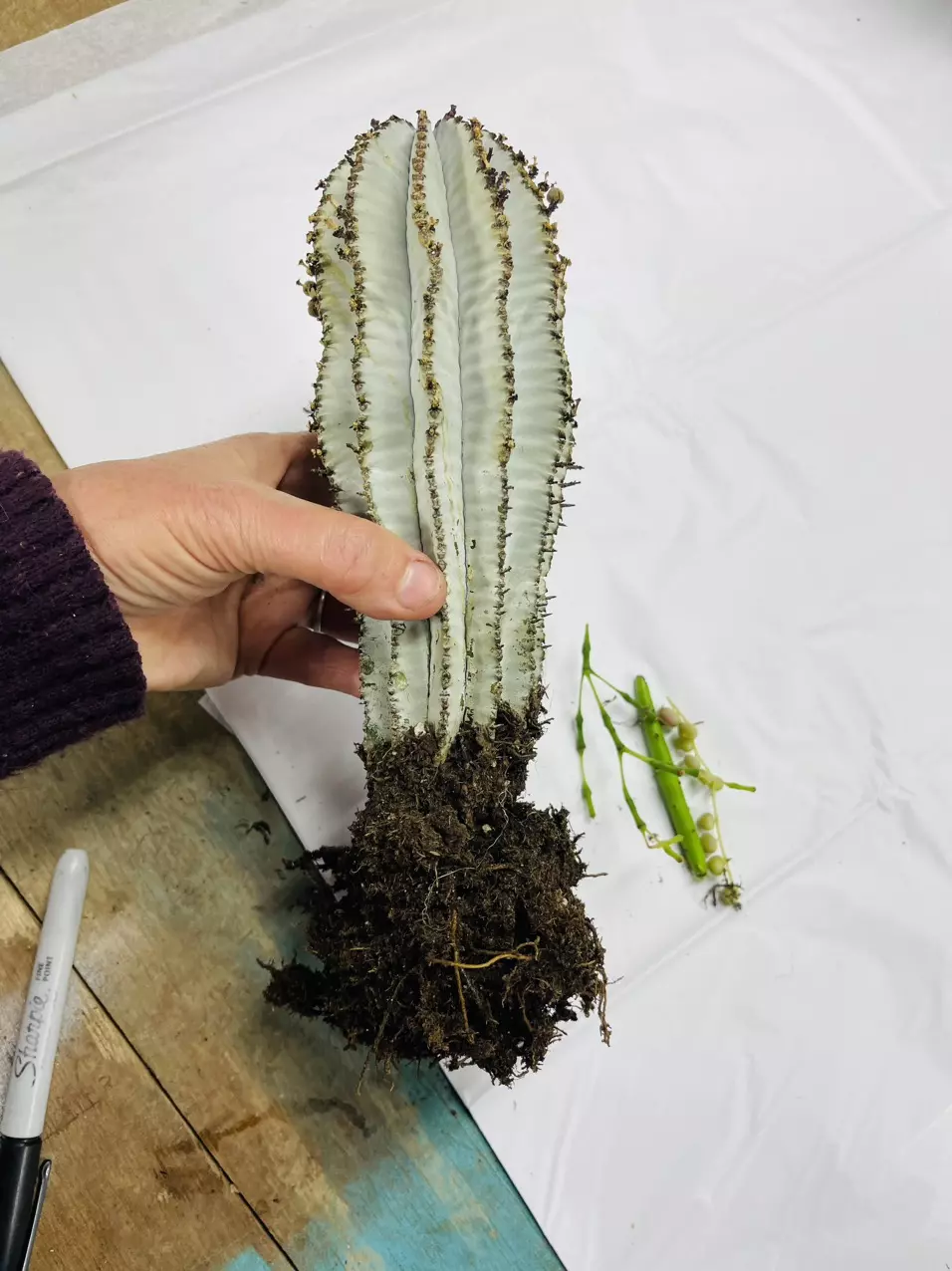 plant/NoSuccsGiven Order-0