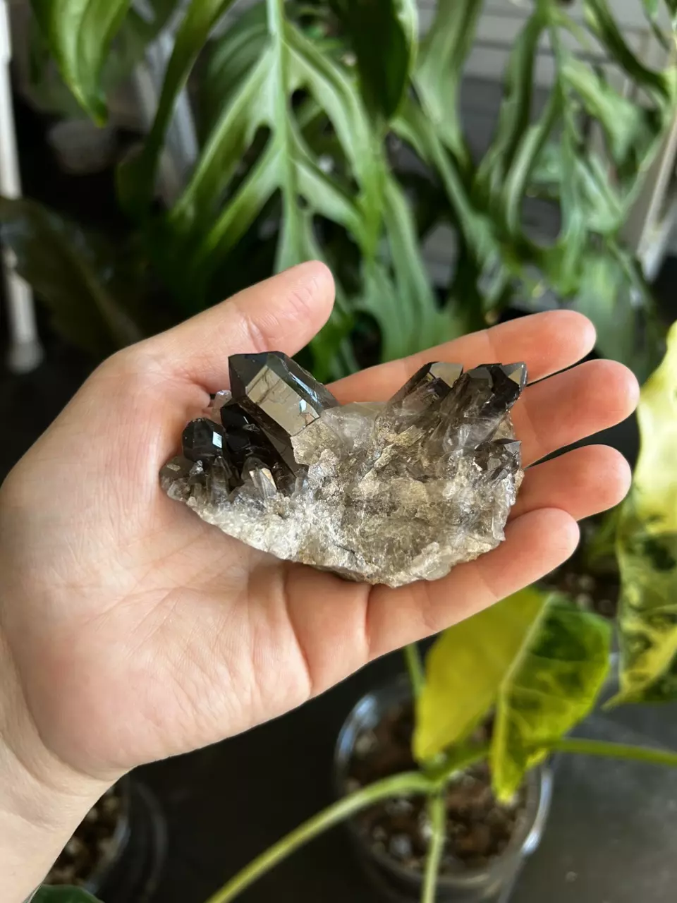 plant/Smoky Quartz crystal cluster - 3”-0