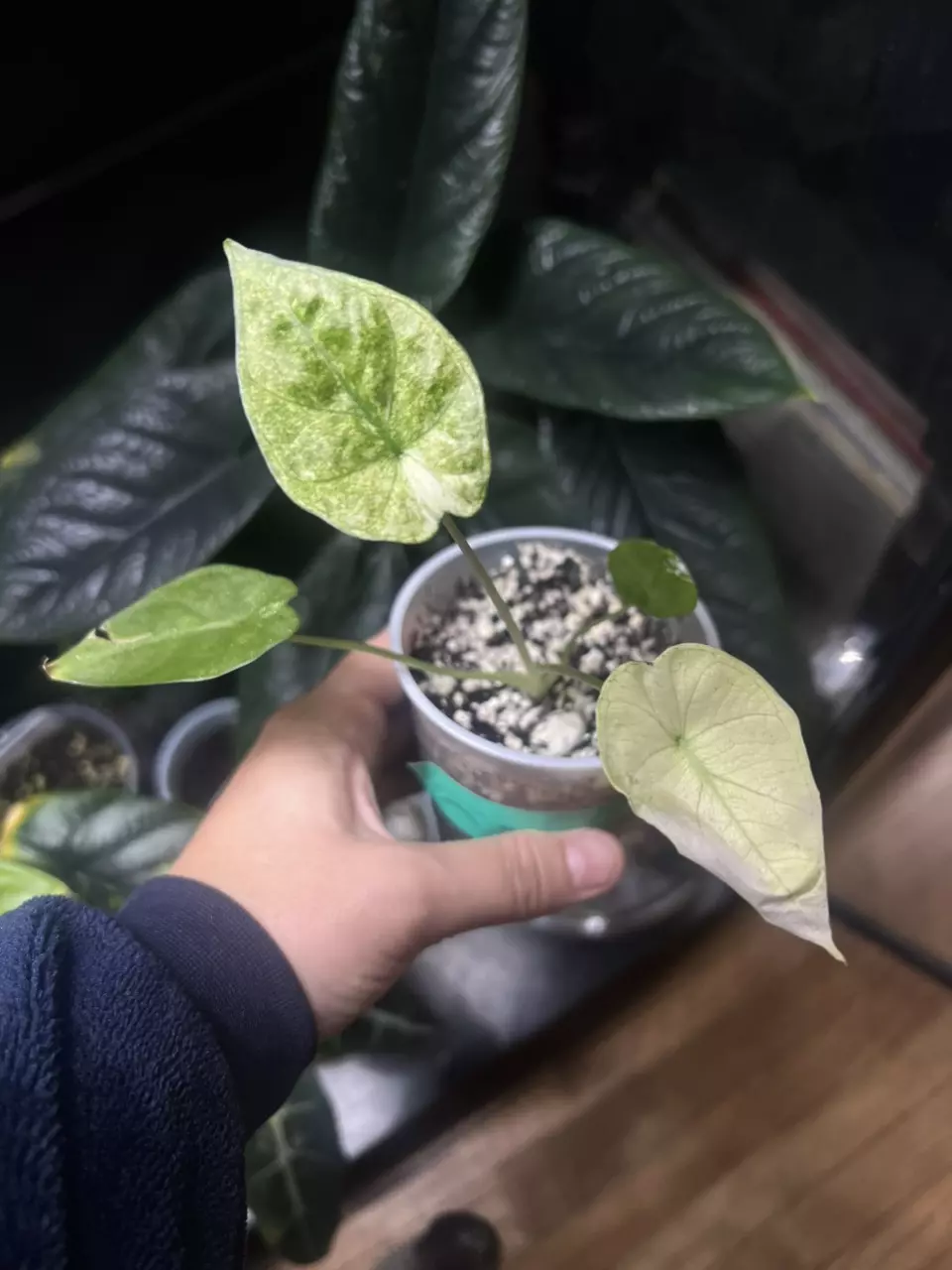 plant/Alocasia Regal Shield mint/Albo-0