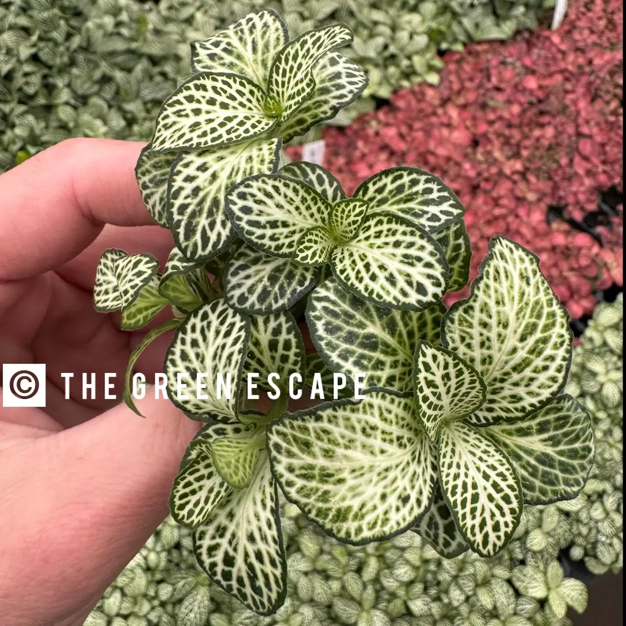 plant/Fittonia Whit Anne starter plant growers choice-0