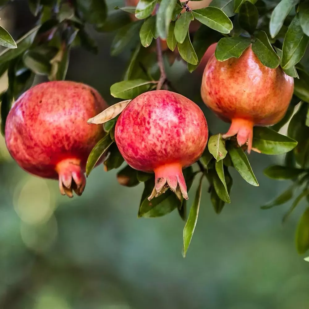 plant/Pomegranate Wonderful “Punica Granatum” starter plant growers choice-0