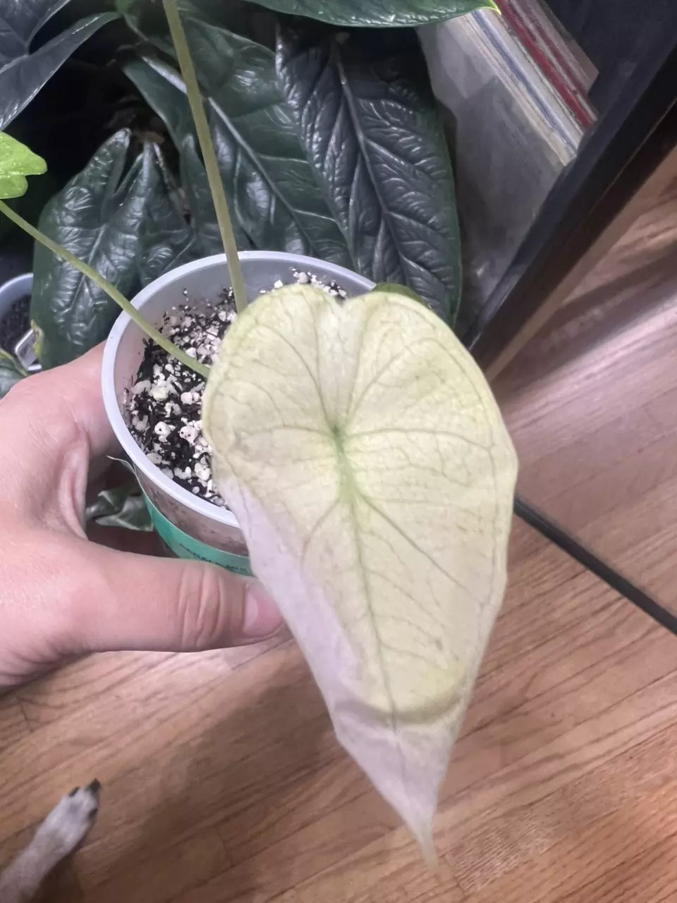 plant/Alocasia Regal Shield mint/Albo-2