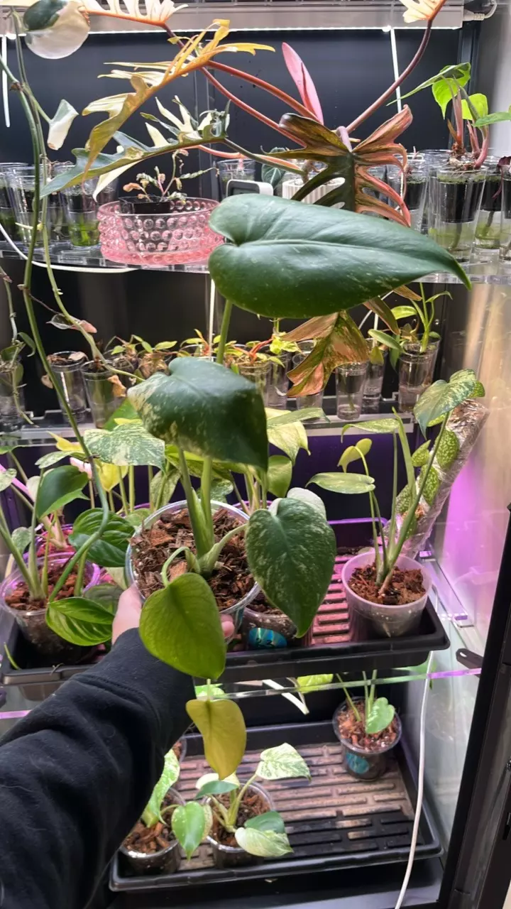 plant/Mint monstera, Large Form #18-0