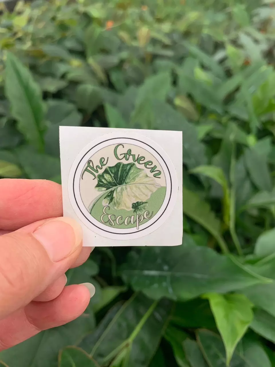 plant/Small TGE Sticker 1.5" in (stickers can only be added onto orders that meet the 2 plant minimum!)-1