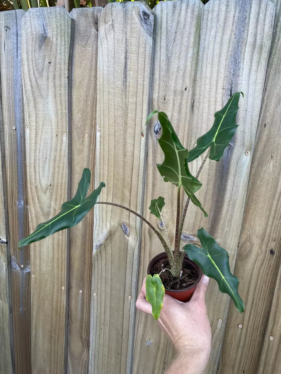 plant/Alocasia Sarian 4” pot growers choice-1