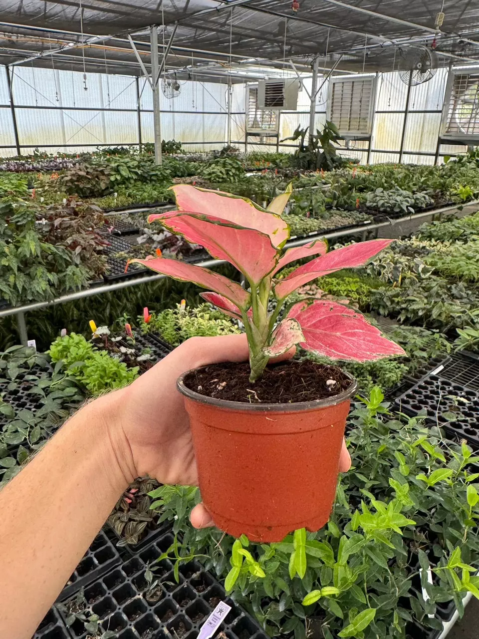 plant/Aglaonema Geely Red 4” pot growers choice-4