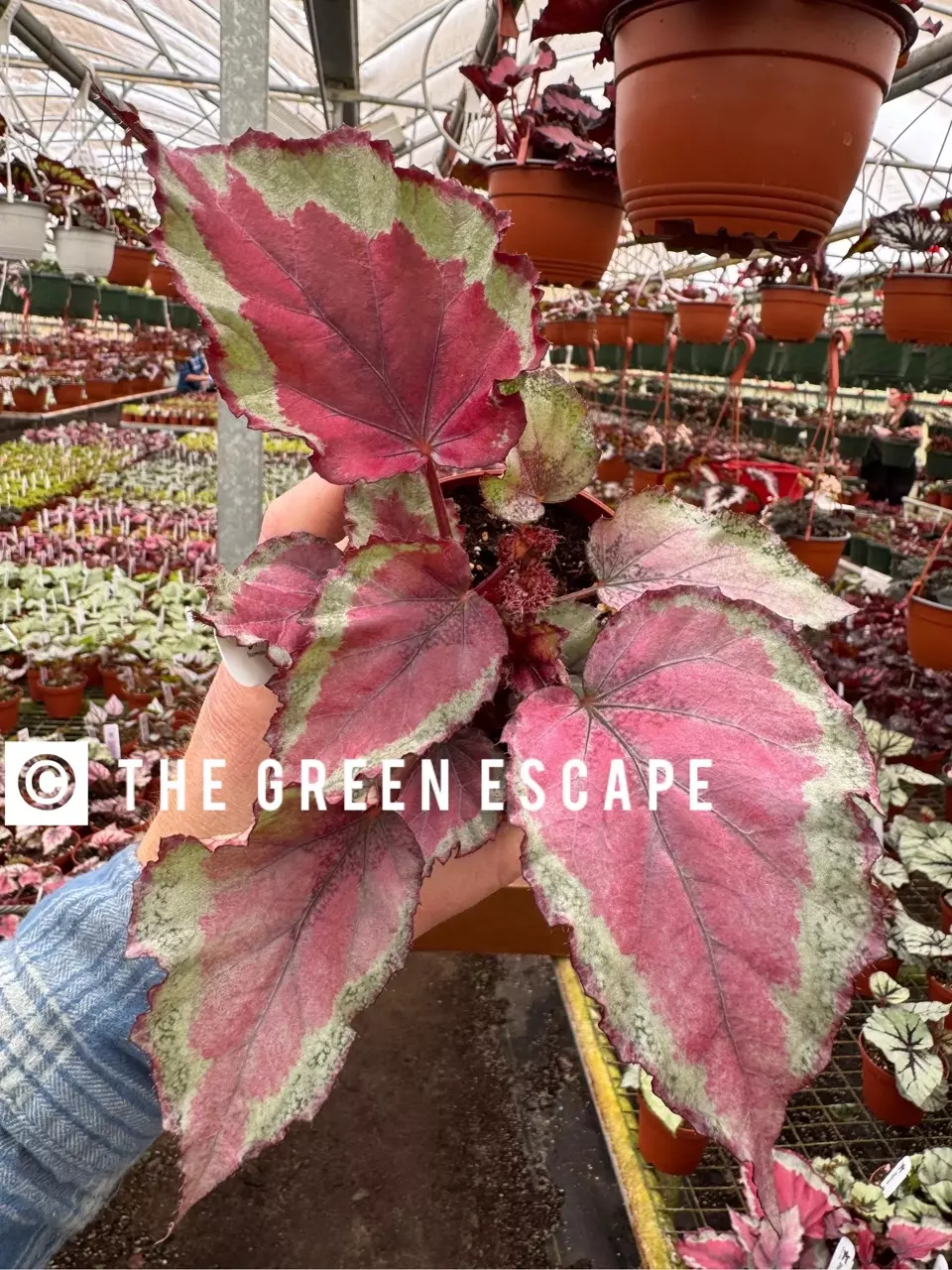 plant/Begonia Spirfire 4”-0