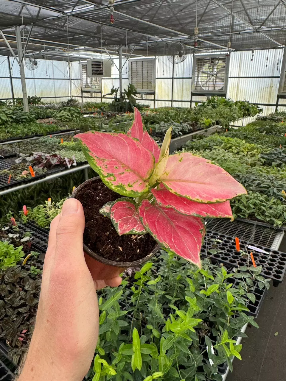 plant/Aglaonema Geely Red 4” pot growers choice-1