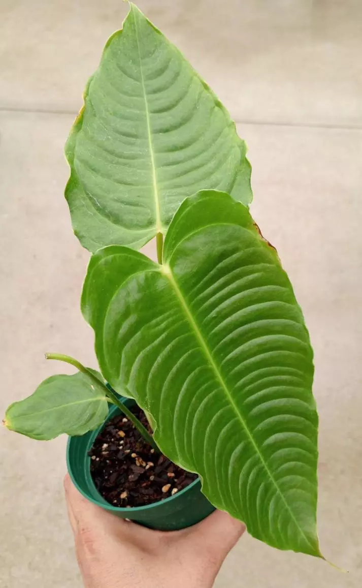 plant/Anthurium veitchii-0