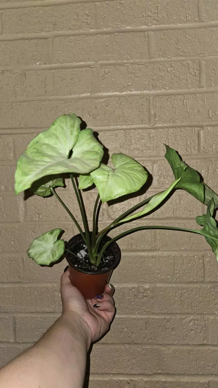 plant/Syngonium white butter fly-0