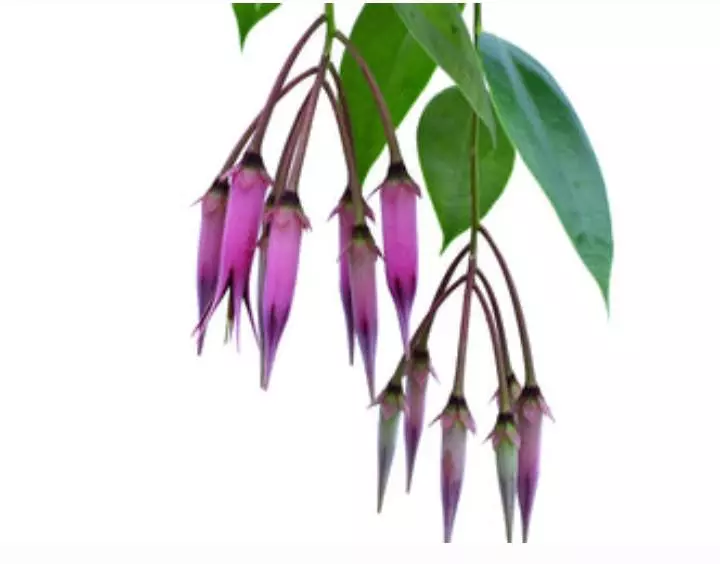 plant/Ceratostema Zamorana Seedling-1