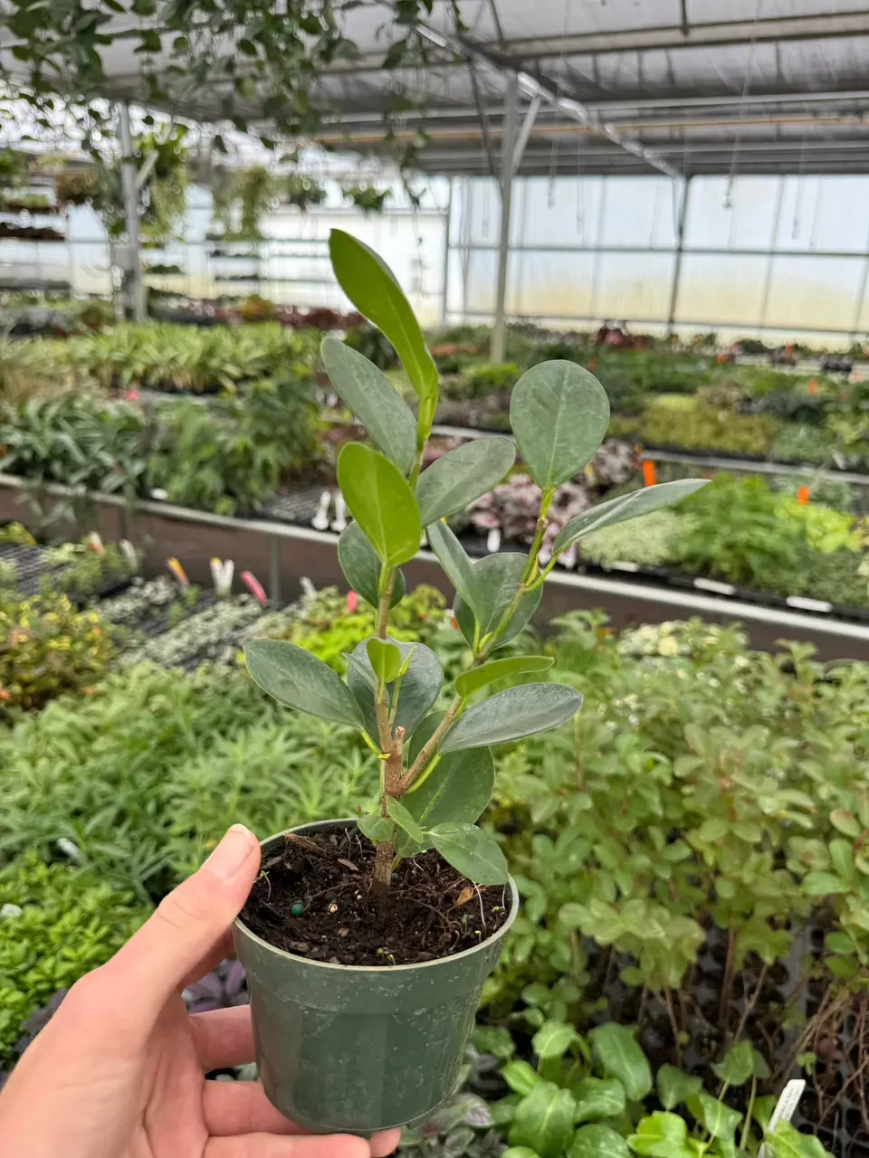 plant/Ficus Moclame 4” pot growers choice-4