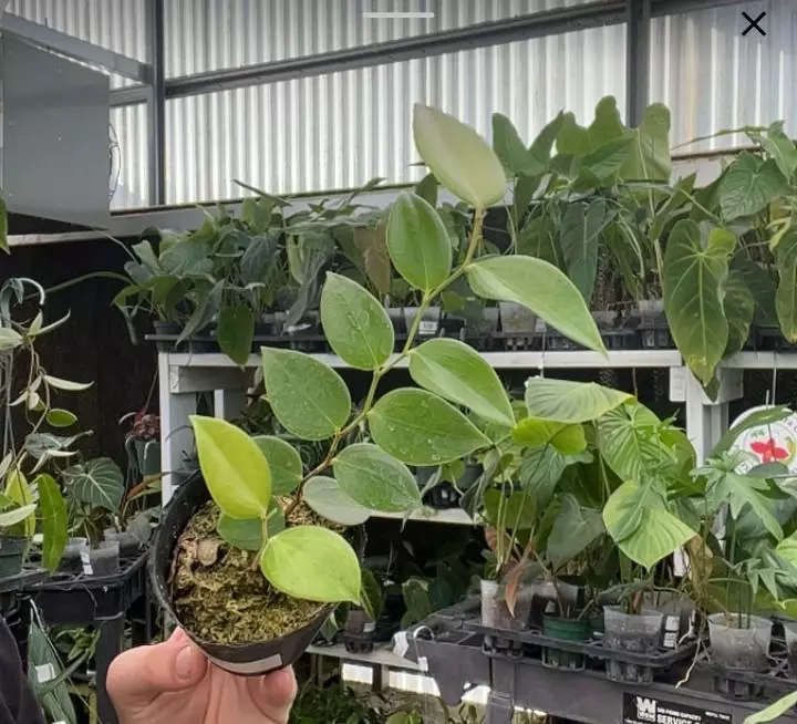 plant/Ceratostema Zamorana Seedling-0