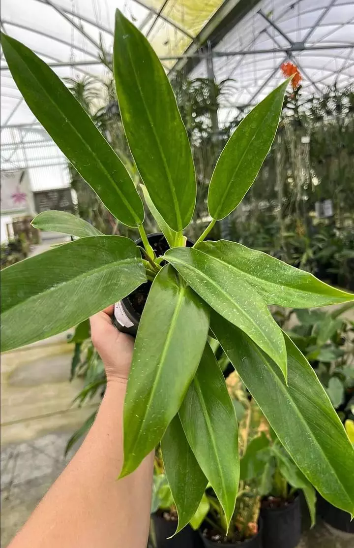 plant/Philodendron Wend Imbe-0