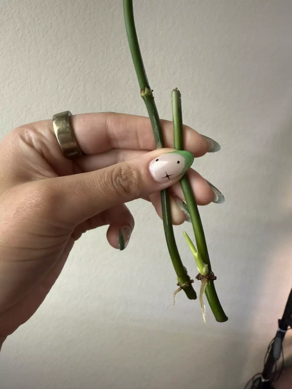 plant/Philodendron Melanochrysum Cutting-1