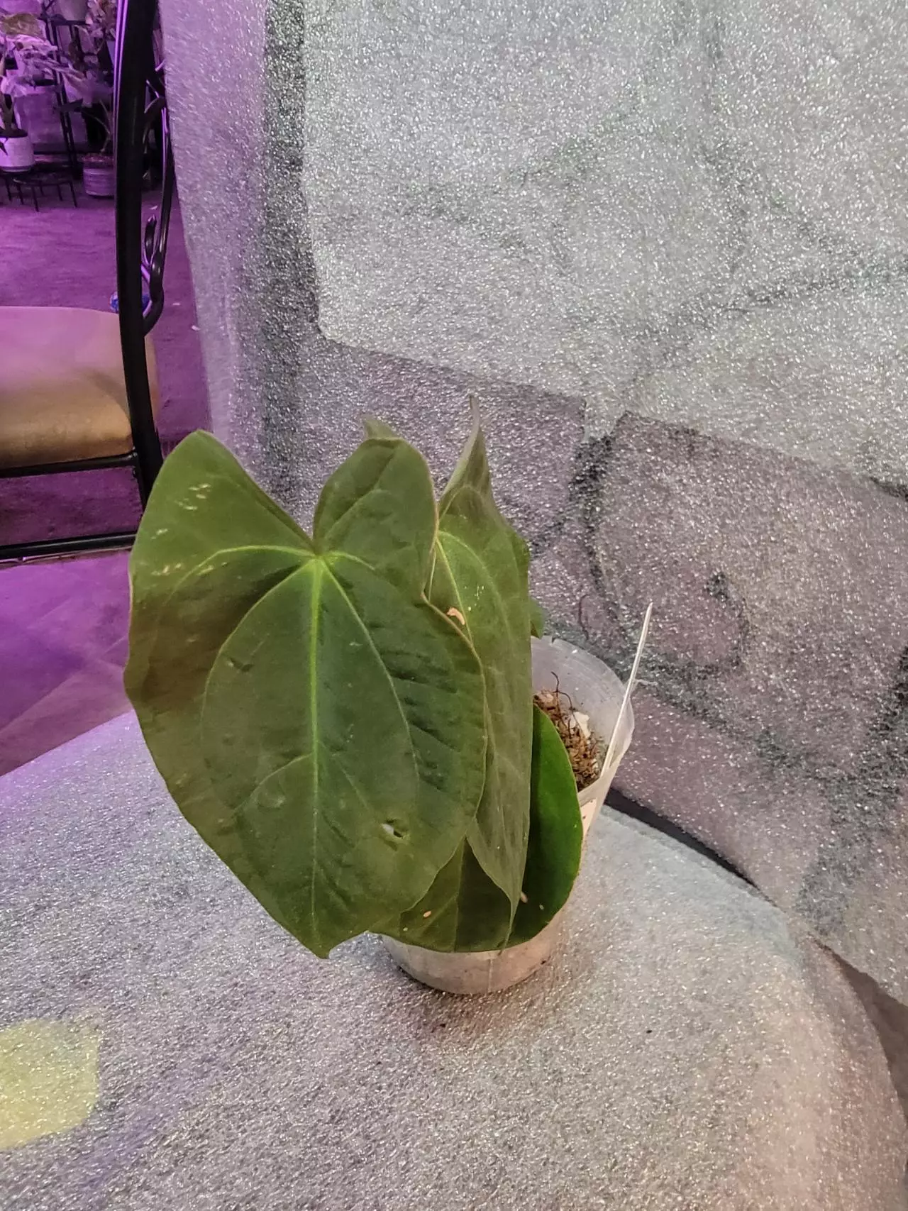 plant/Anthurium Papillilaminum x Forgetti (Emerald Throne)-0