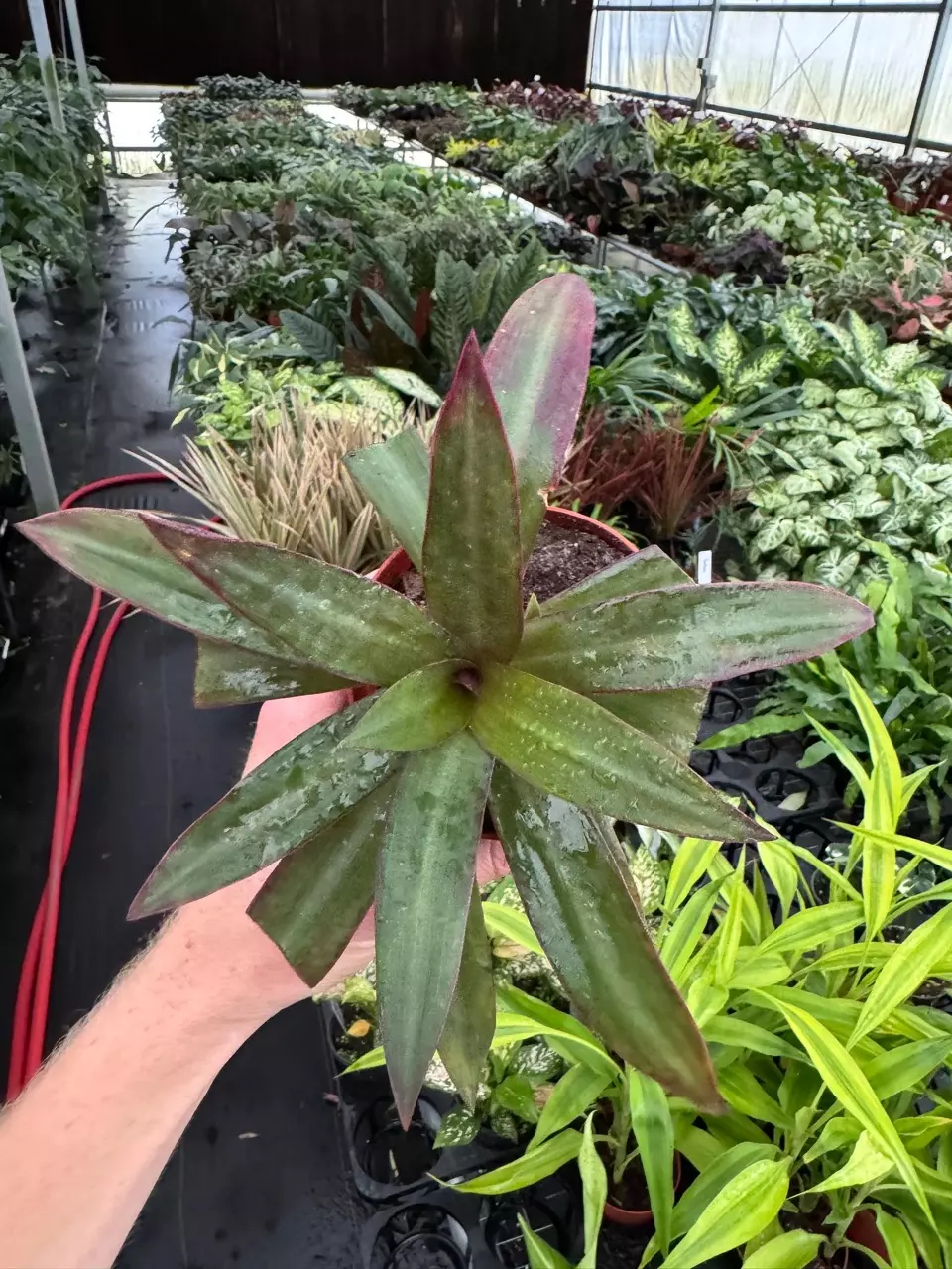 plant/Rhoeo Oyster Plant 4” pot growers choice-1