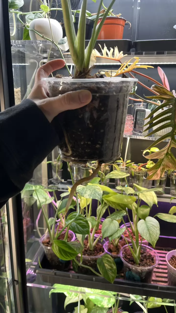 plant/Mint Monstera , Large form #48-1