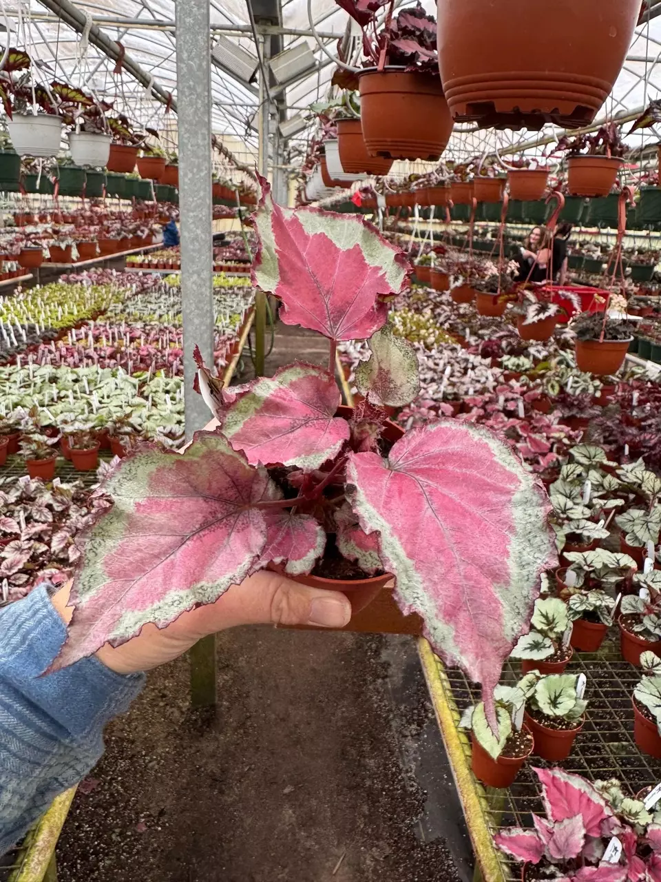 plant/Begonia Spirfire 4”-4
