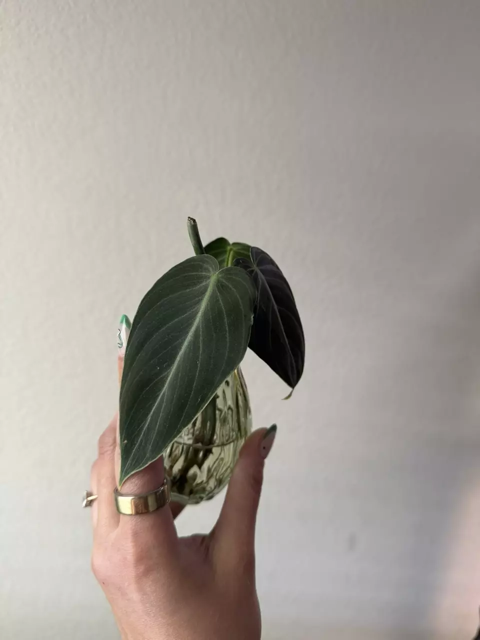 plant/Philodendron Melanochrysum Cutting-2