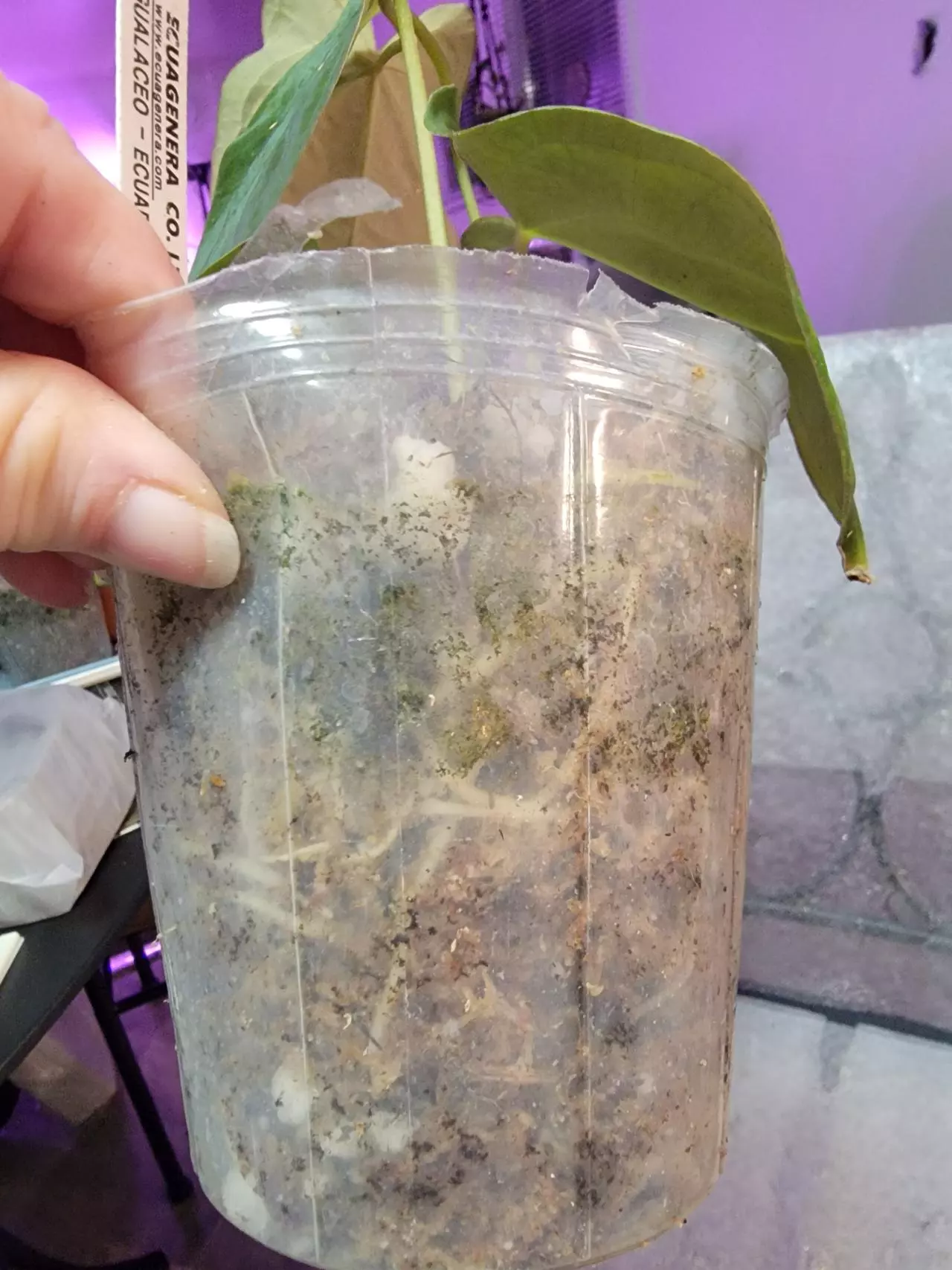 plant/Anthurium Papillilaminum x Forgetti (Emerald Throne)-2