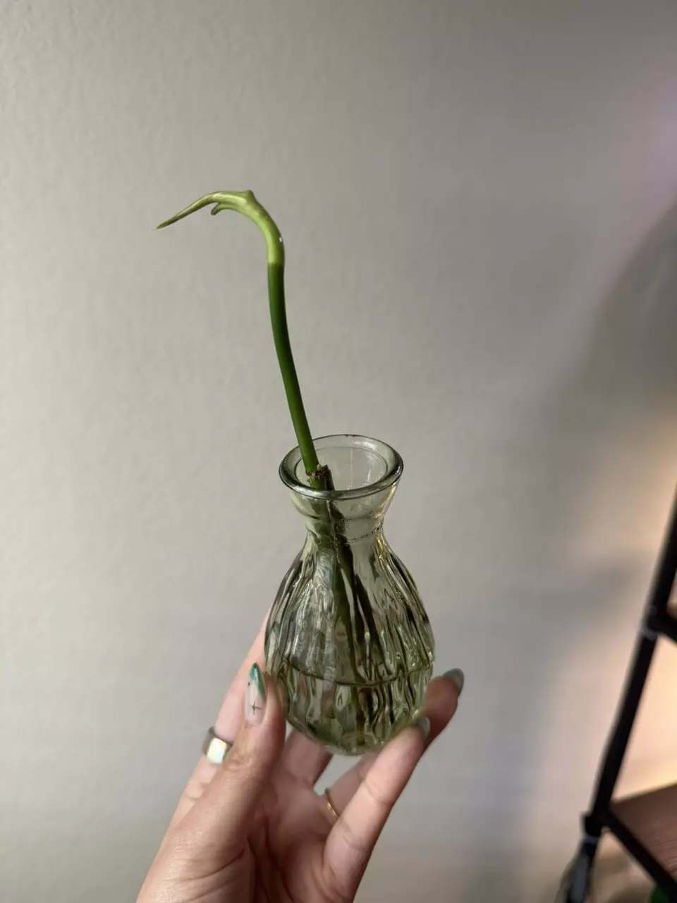 plant/Philodendron Melanochrysum Cutting-0