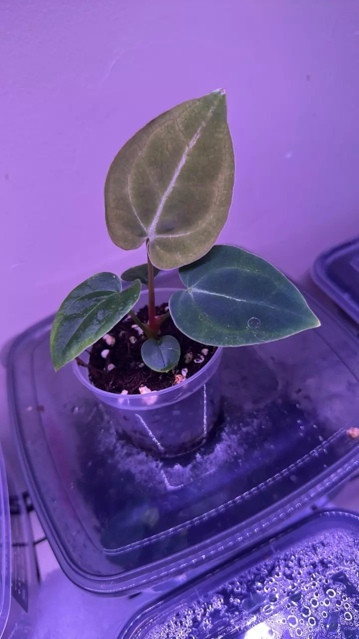 plant/Anthurium pink lemonade x windy dress X Brielle 2-0