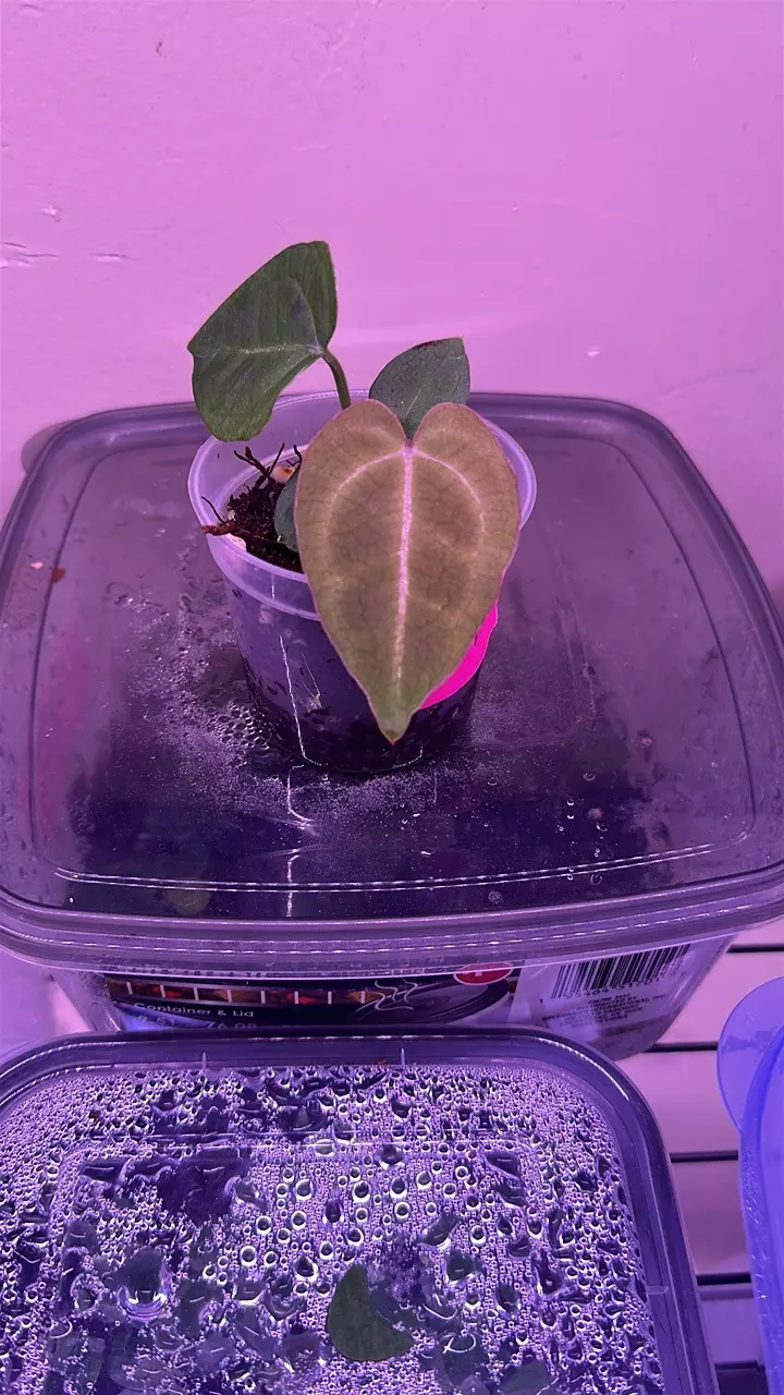 plant/Anthurium pink lemonade x windy dress X Brielle 1-0