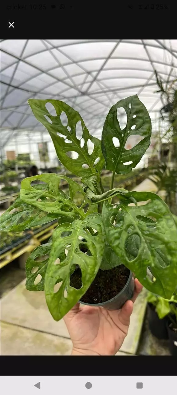 plant/Monstera adansonii-0