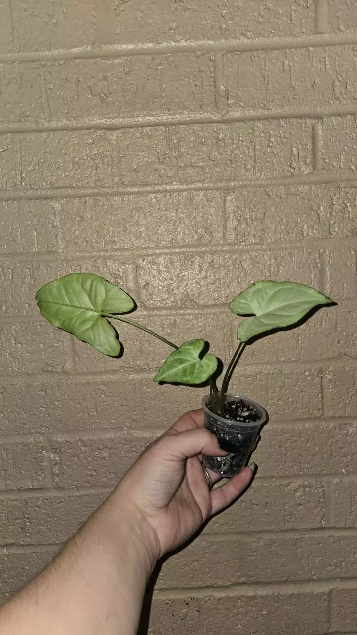 plant/Syngonium white butterfly-0