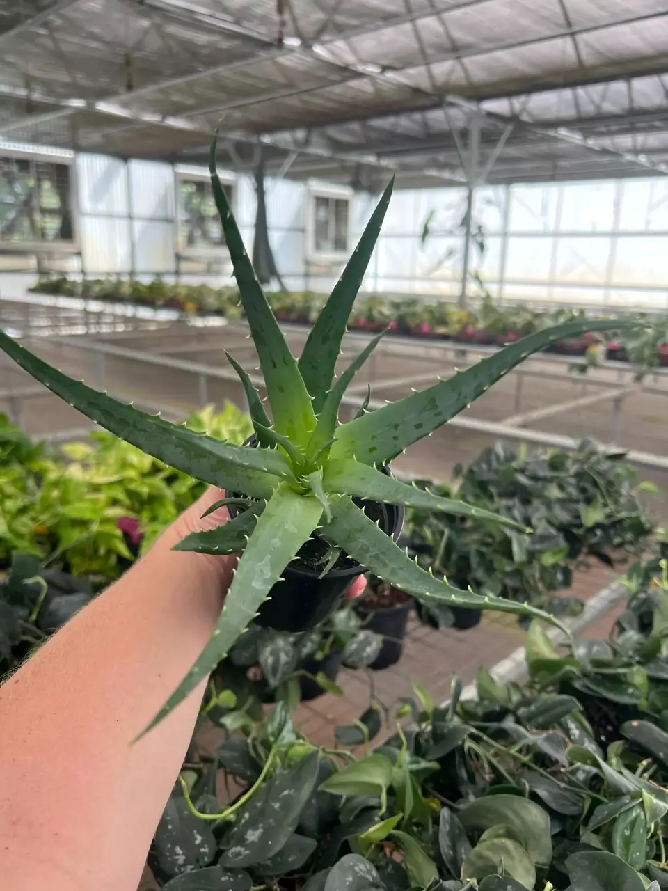 plant/Aloe Moehawk 4” pot growers choice-0