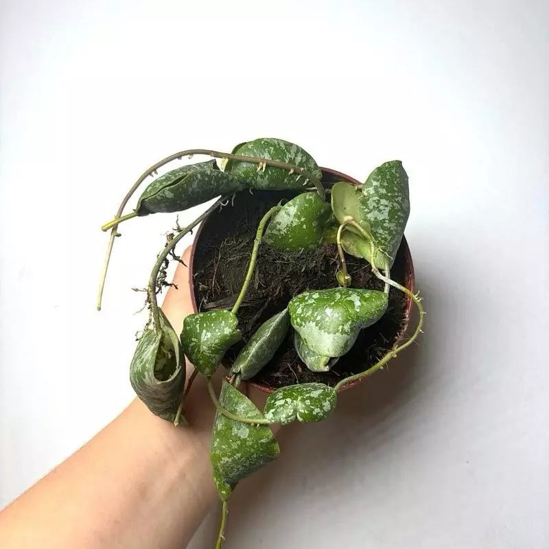 plant/Hoya Imbricata 4" pot-0