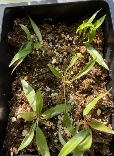 plant/Philodendron Carmel marble babies-0-thumbnail