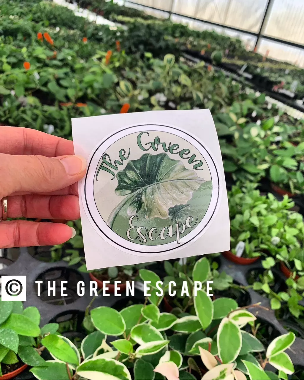 plant/Medium TGE Sticker-0