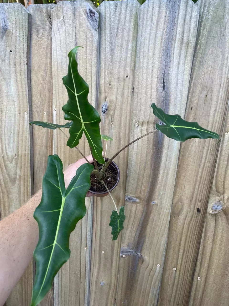 plant/Alocasia Sarian 4” pot growers choice-0
