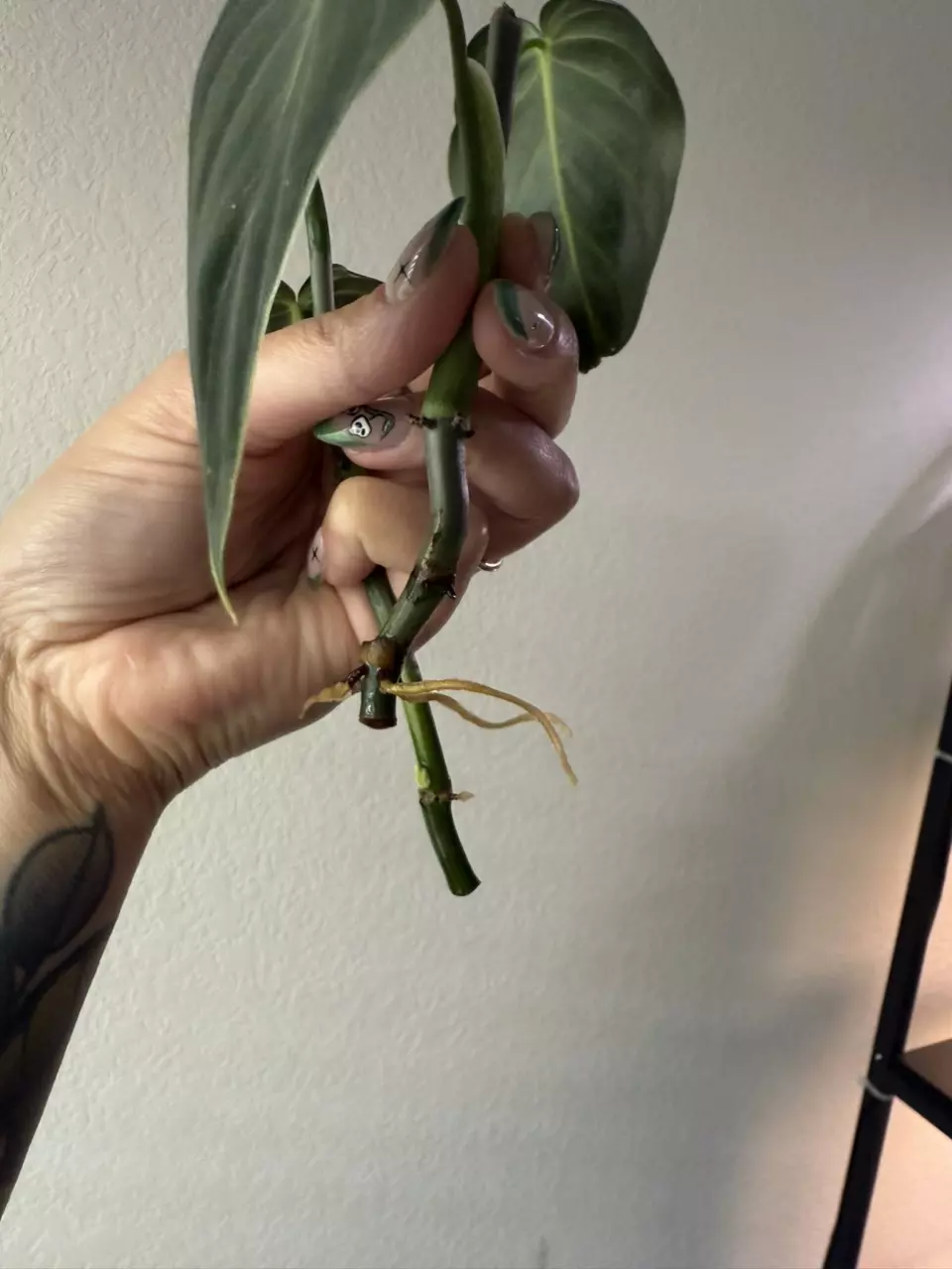 plant/Philodendron Melanochrysum Cutting-2