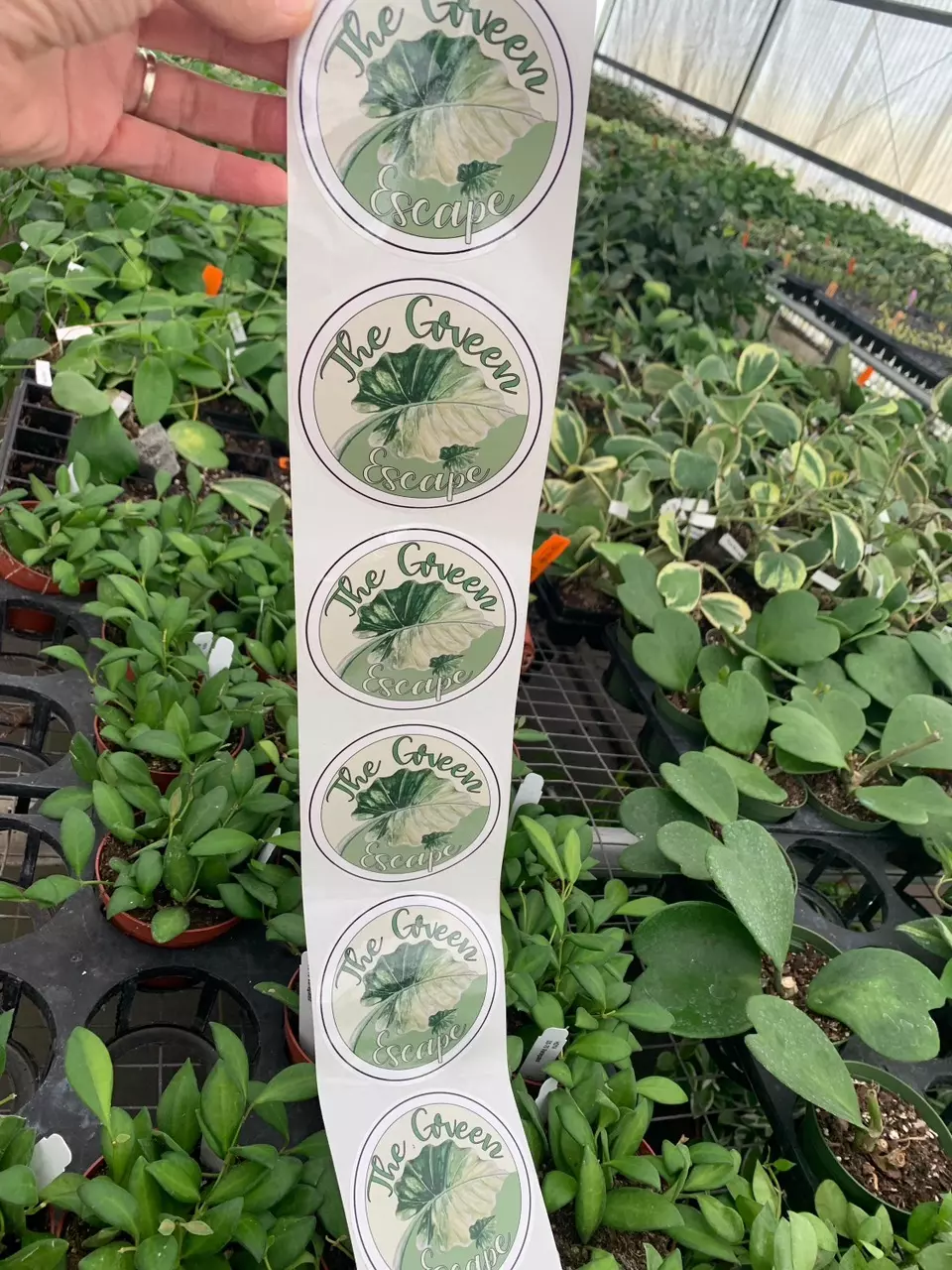 plant/Medium TGE Sticker-1