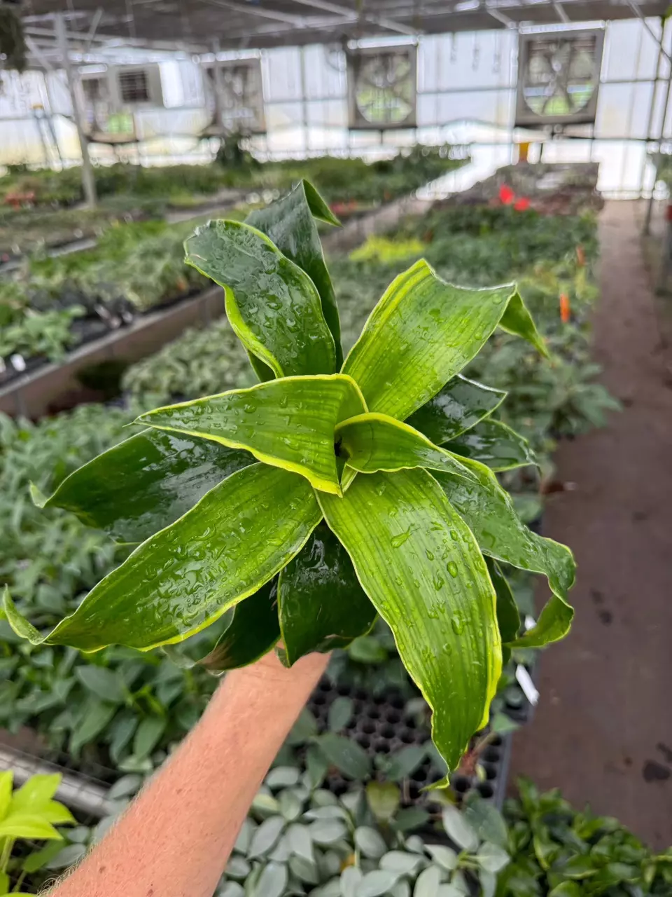 plant/Dracaena Dragon Dorado 4” pot growers choice-1