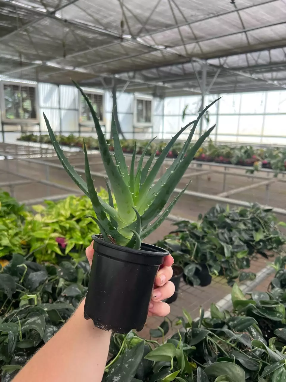 plant/Aloe Moehawk 4” pot growers choice-4