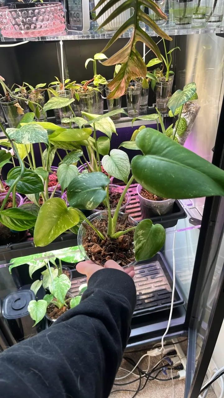 plant/Mint monstera, Large Form #17-0