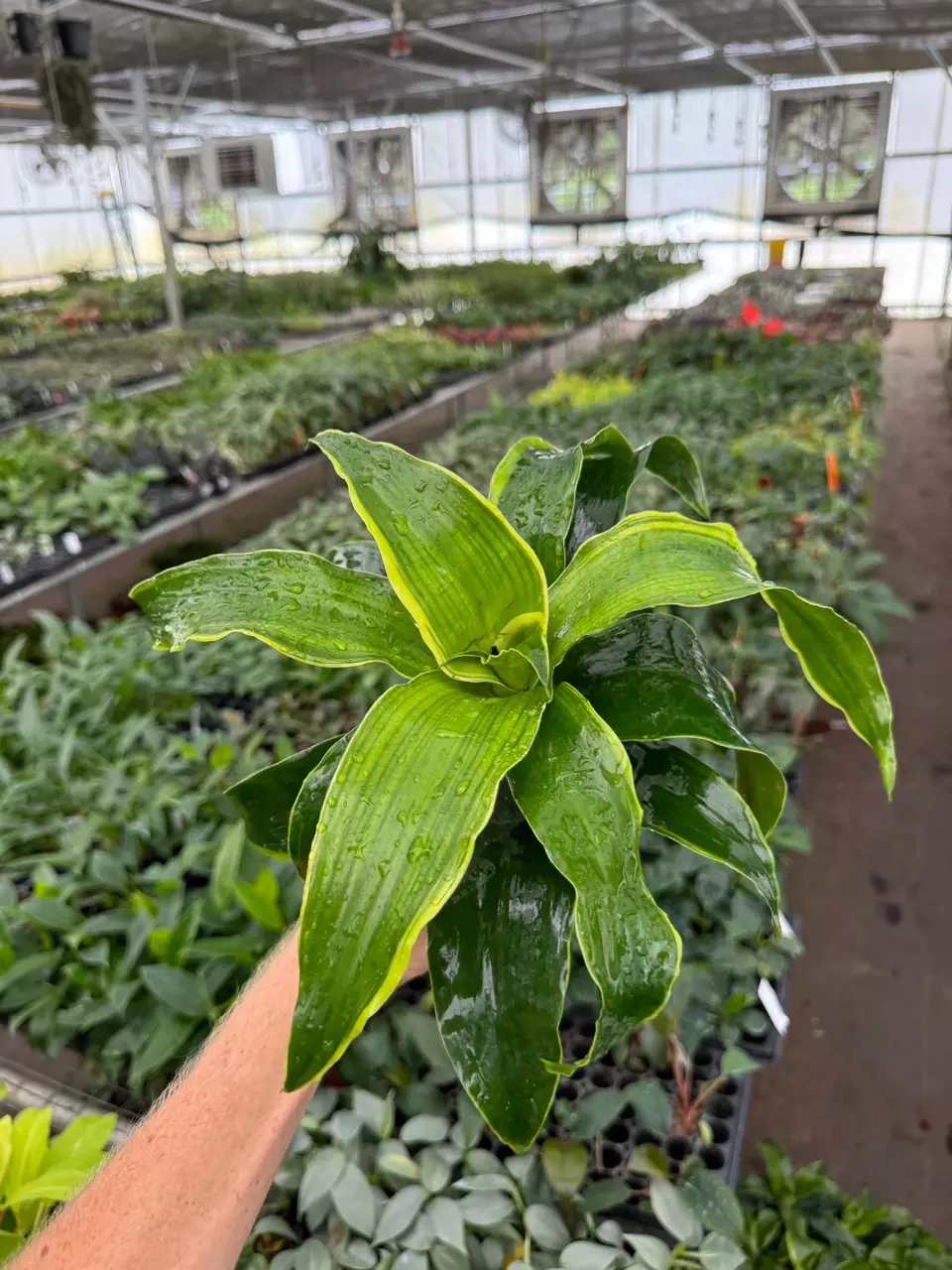 plant/Dracaena Dragon Dorado 4” pot growers choice-4