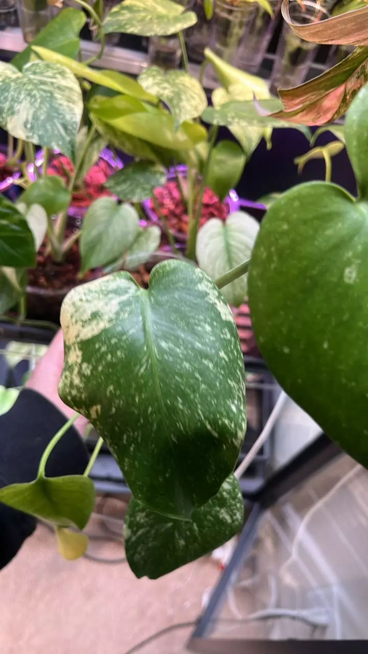 plant/Mint monstera, Large Form #18-1