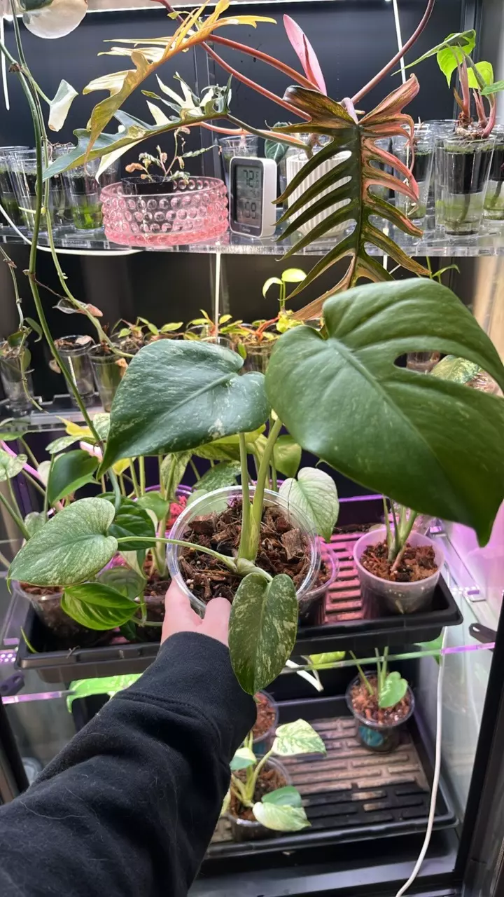 plant/Mint monstera, Large Form #19-0