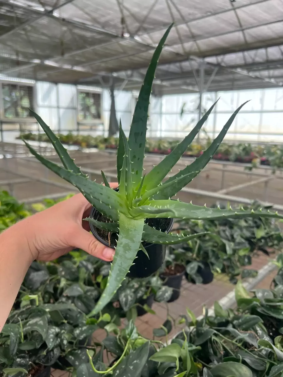 plant/Aloe Moehawk 4” pot growers choice-1