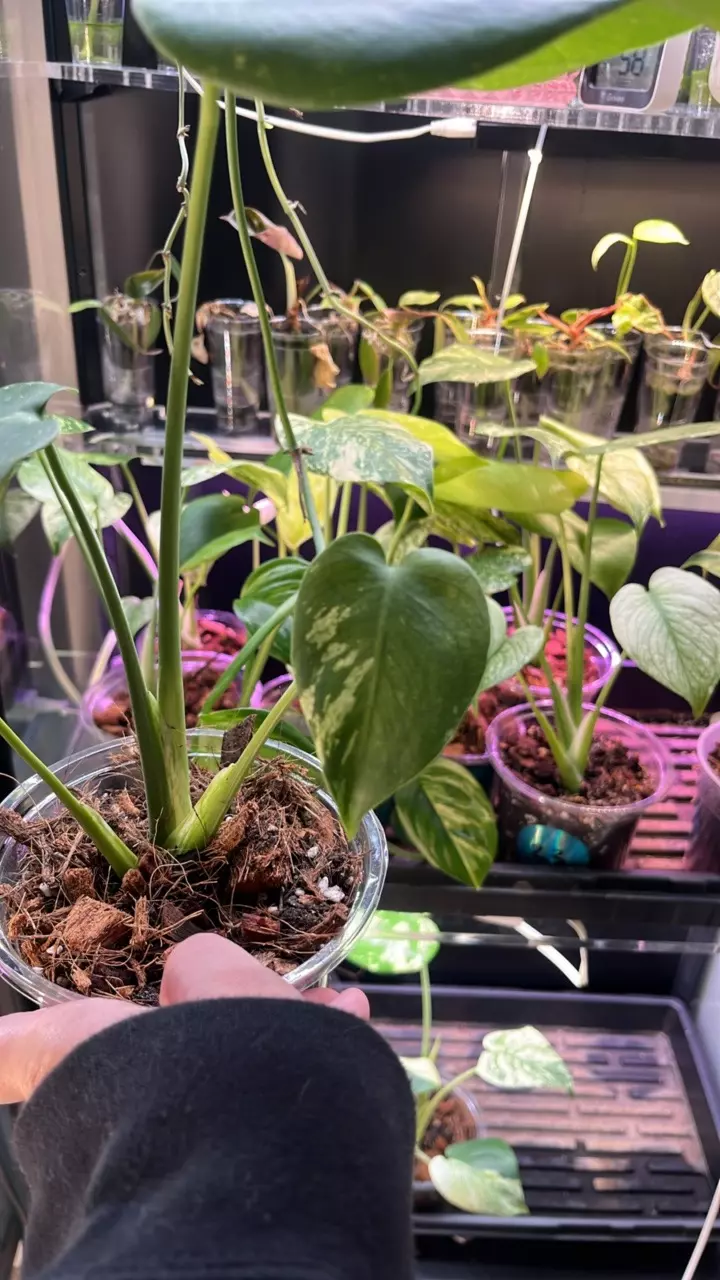 plant/Mint monstera, Large Form #17-2