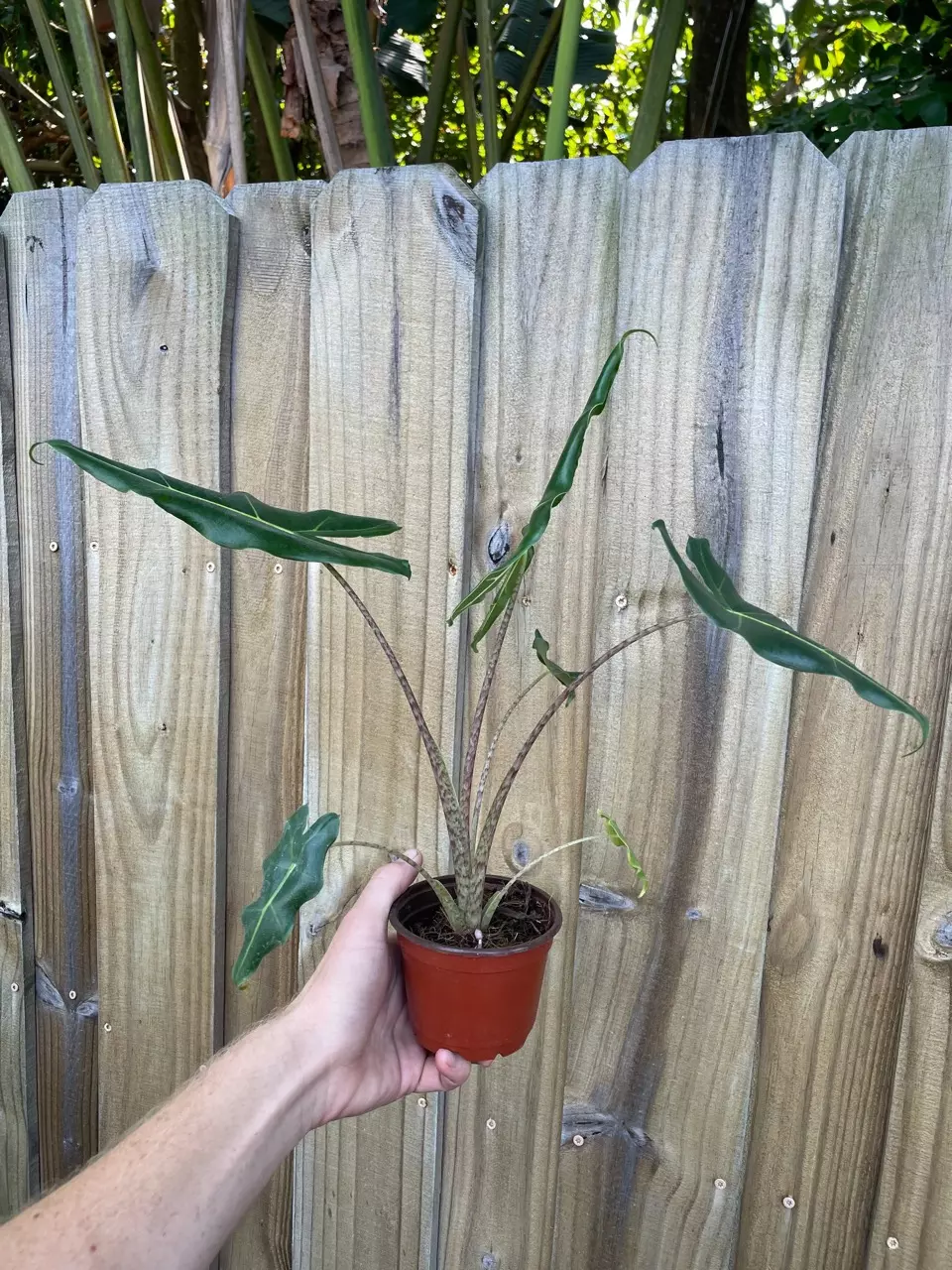 plant/Alocasia Sarian 4” pot growers choice-4