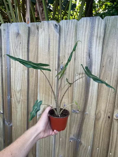 plant/Alocasia Sarian 4” pot growers choice-4-thumbnail