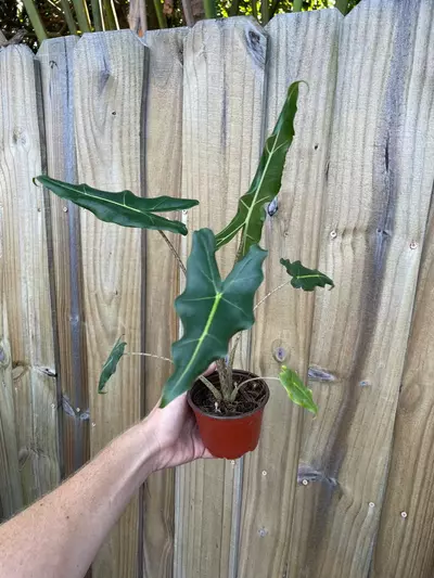 plant/Alocasia Sarian 4” pot growers choice-3-thumbnail