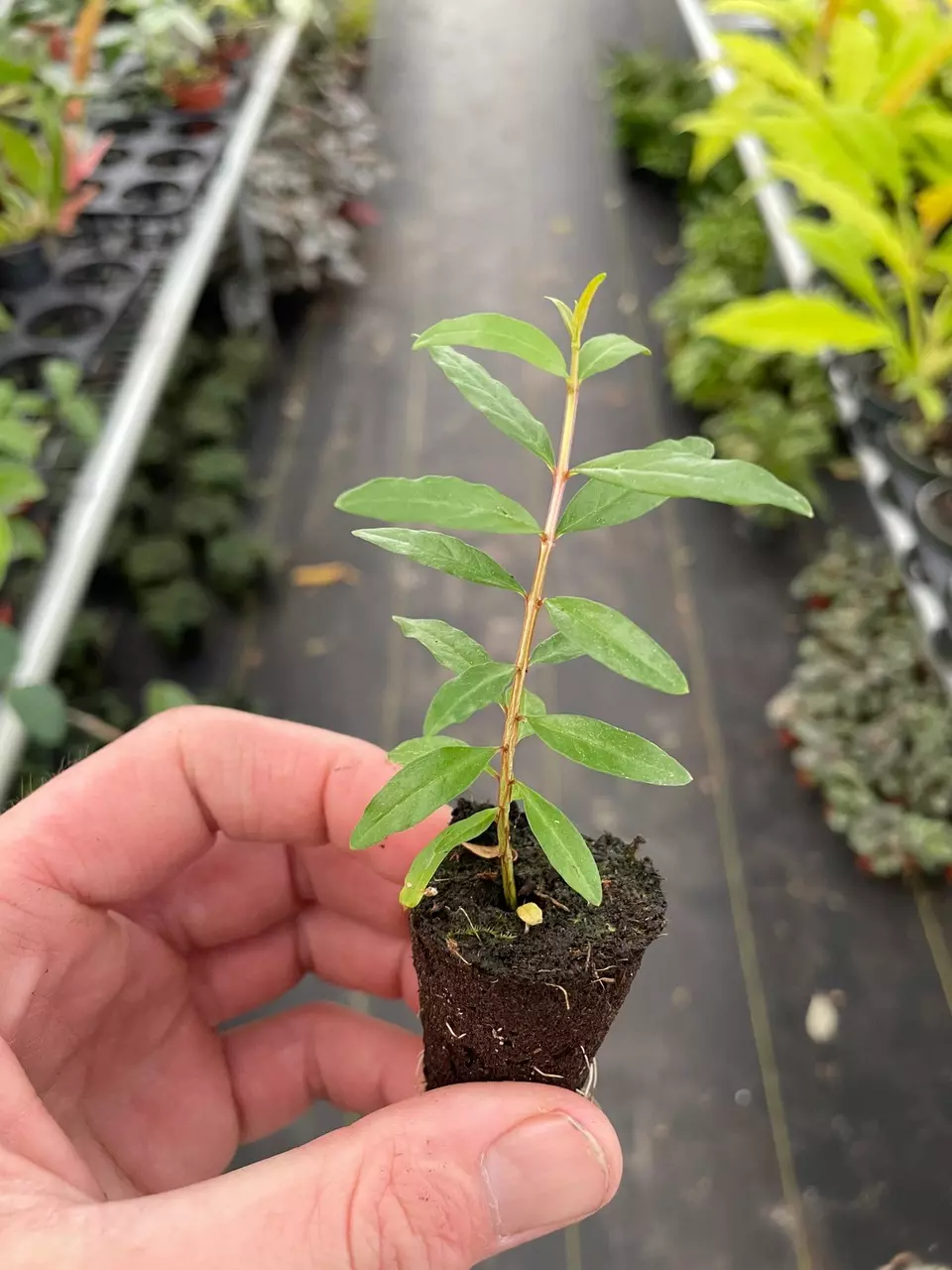 plant/Pomegranate Wonderful “Punica Granatum” starter plant growers choice-1